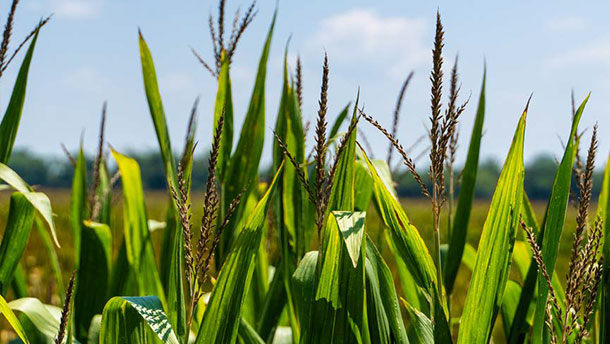 Investing in U.S. farmland