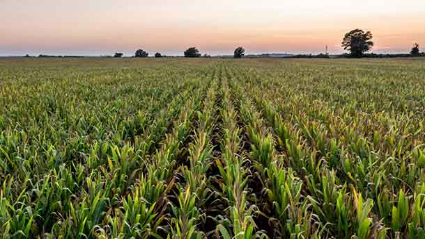 Natural capital as a shock absorber in investment portfolios